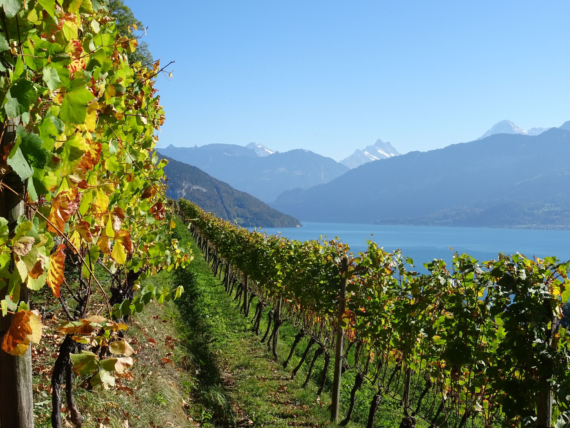 Spiez